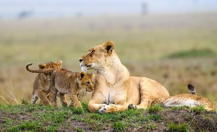 Golden Hour Safari Experience (Morning Safari or Evening Safari)