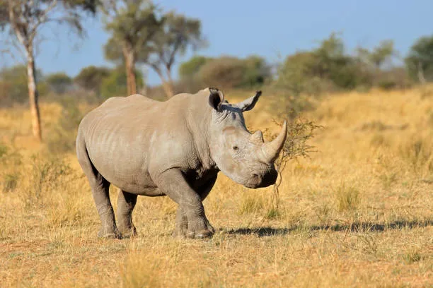 Nairobi Wildlife, Shedrick & Giraffe Center (Half Day Tour) (Group Safari (3-6) Guests)