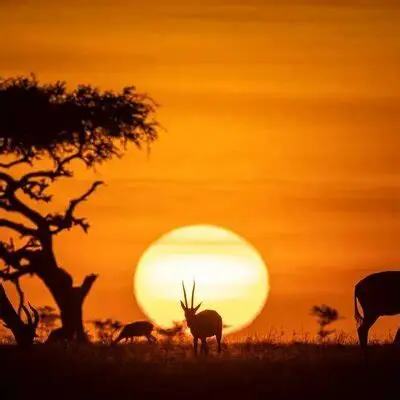 Rhythm & Renewal: Sunrise Wellness Experience