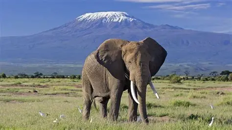 The Roaming Giants Experience (3 Day Excursion) (Group Safari (3-6) Guests)