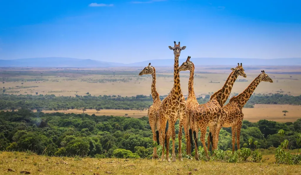 Heart of the Mara: Where Big Cats Rule the Golden Plains of the Masai Mara (3 Day Excursion)