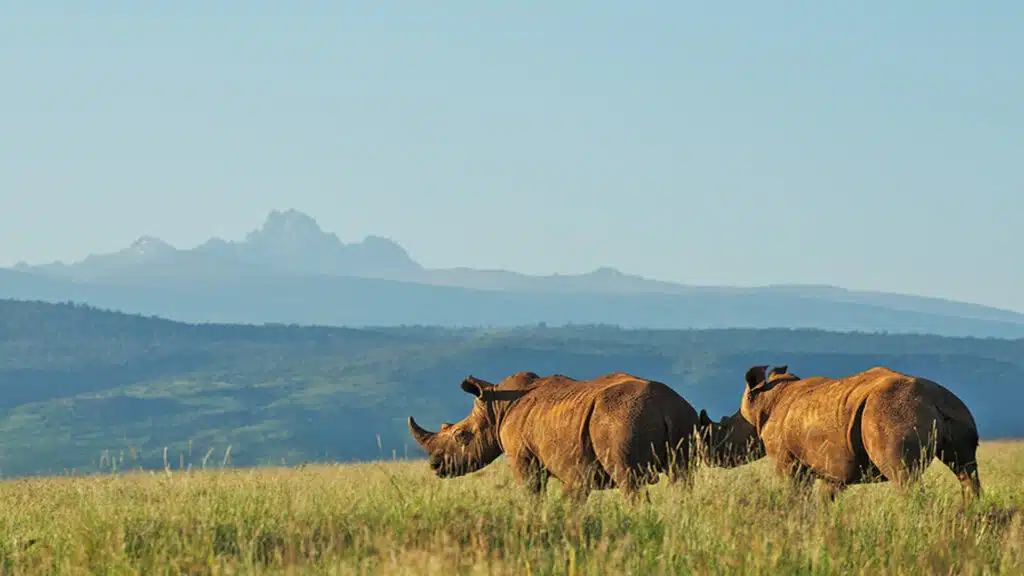 Where Giants Roam & Highlands Whisper (5 Day Excursion) (Group Safari (3-6) Guests)